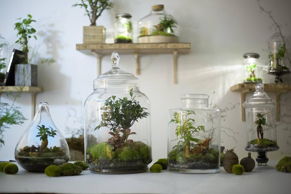 verschillende planten terrariums